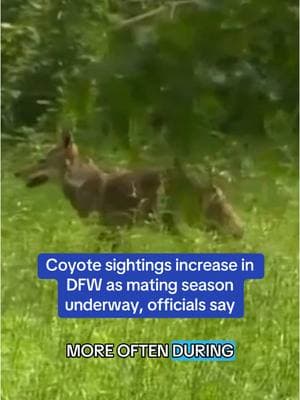 Sightings of coyotes are on the rise across North Texas. In a press release issued this week, Dallas Animal Services (DAS) reminded communities to stay vigilant amid coyote mating season. How to protect yourself and your pets in our bio or at nbcdfw.com #coyote #dfw #nbcdfw #northtexas #wildlife #pets 