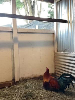 #gamefowl #foryourpage #selfmade #gallos #topnotchgamefarm831 #fypシ゚viral #brownreds 