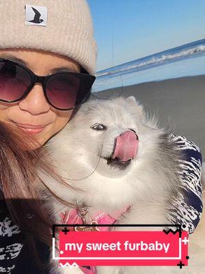 my sweet baby Luna #pomsky #happydog #cutedog #beach #dogbeach #dog #doglife #sweetdog 