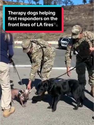 🐾💙 Therapy dogs to the rescue! Amid the devastation of the Palisades Fire, LAPD Therapy Dogs are bringing comfort, healing, and a few smiles to our brave first responders. From Scout the Lab to Sonic the Mexican Hairless pup, these furry heroes are proving that sometimes, tails wagging and a gentle touch can make all the difference. #LAFires #MentalHealthSupport  #FirstResponderSupport #TherapyDogs