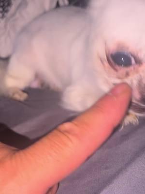 #teacupchihuahua #viralvideo #brodie #bully #tinydogsoftiktok #chihuahuastiktok #fyp #bossbaby #thuglife #guarddog 