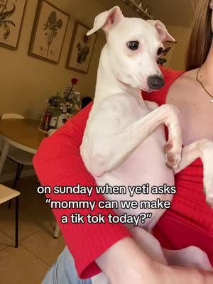 WE NEED A MIRACLE 🤣😭🥲 if not we will be on the other app same username: yetitheiggy  #italiangreyhound #iggiesoftiktok 