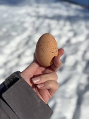 Pretty eggs 🪺 😍✨ #eggs #chickeneggs #fyp #homesteading #backyardchickens