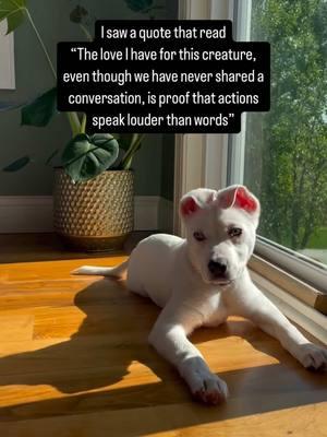 Having a deaf dog is literal proof that actions speak louder than words 🤍 #deafdog #dogsoftiktok #tiktokdog #quote #quotable #dogs #foryou #fyp