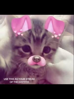 STREAKSSSS #cat #streaks #laracha #funny #bestie #savethestreak #fyp #fypシ゚viral 