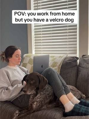 Raise your hand if you work from home and have been personally victimized by your needy velcro dogs 🤭  #funnydogvideos #dogmama #dogbusiness #wfh #workfromhome #velcrodog #clingydog #germanshorthairedpointer #gsplife #velcrodogs #dogreels