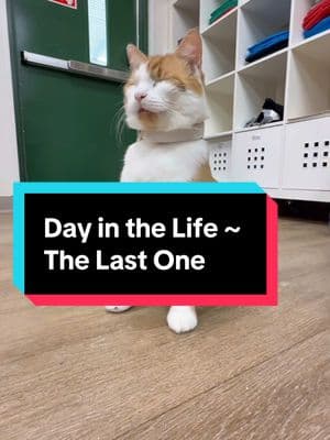 Day in the Life. The last one. We love all of you! Find us all the other places.  😭 #dapperdancc #savetiktok #thankyou #catsoftiktok #welovetiktok 