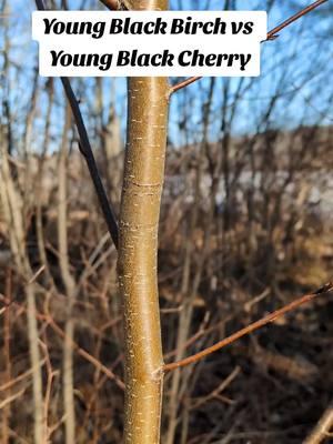 Black Cherry vs Black Birch. Now you know why so many people get them confused! #treeidentification #plantid #wildmedicine #foraging 