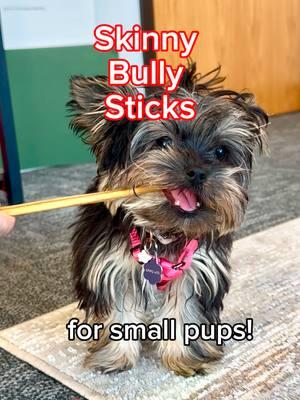 Emie LOVES her bully sticks! Such a great way to keep pups engaged (especially through the puppy biting phase)  #pupford #dogtok #pupparents #pupfordtreats #pupfordchews #newpuppy