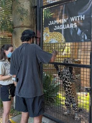 New bucket list item added: Jammin' with Jaguars Wild Encounter at Audubon Zoo! 🐾 🐆 #audubonzoo #jaguar #catsoftiktok #espresso 