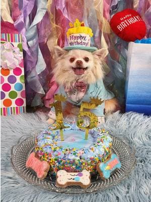 It’s my Chihuahua’s birthday! Can you guess how old Gizmo is? 🥳 Starleena, Snookums, Tuxley, and Cashmere are all dressed to impress and ready to pawty! Drop a comment to wish him a furtastic day! 🎉🎂 @The Furry Kiddos  #DogBirthday #DogBirthdayParty #CatBirthday #CatBirthdayParty #LetsPawty