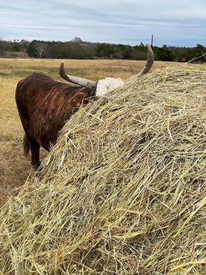 Man @Trevor Simper I wouldn’t of said that about her like that before we get in the pins bro, they didn’t like that… 🤣#cowsoftiktok #cow #texas #humor #dosanddonts  #foryoupage #farm #ranch #trashtalk #fypp 