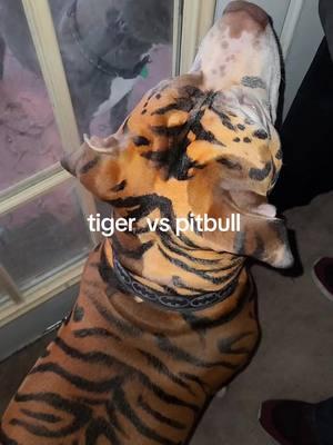 #Batman #batmangang #dogsofttiktok #southbelt #bullypitbull #southside #Houston #Tx #tiger #tigerking 