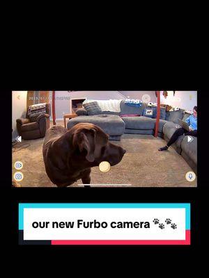 Guess what Moose’s favorite part of the @Furbo Pet Camera is? 👀🤔😋 ➡️➡️ Cheers to 2025 and smarter pet care! 🐾 Subscribe and save over 30% today—only in the @furbopetcamera TikTok shop! #furbo #furbopetcamera