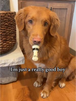 Still a Grade A good boy #novascotiaducktollingretriever #toller #duckcall #duckdog #duckcalldog 