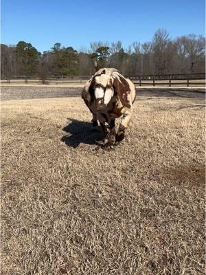 Suspect is ready to pop 💥 #goat #creatorsearchinsights #suspectchallege #pregnantgoat #anydaynow #duedate #boergoat #showgoat 