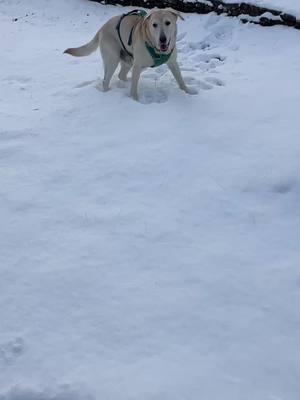 Loving the snow! And the warm car rides even if I do stick my head out the window 🥶 #Spreadsteviejoy  #steviethewonderdog #chawareness #cerebellarhypoplasia #cerebellarhypoplasiadogs #disableddogs  #labs #cutedog #funnydog   #rescuedogs #yellowlab #labradorretriever 