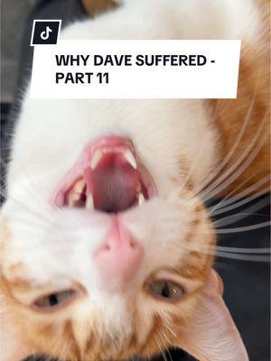 As sad as we all currently are, we MUST remember that Dave has it worse… #orangecat #davethecat #dramatic 