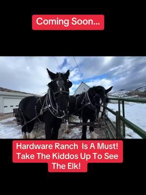 Sneak peek of our video shoot this morning! Hardware Ranch is a place locals love. Most who’ve lived here their whole lives have fond childhood memories here! A must see for everyone! #cachecoffee #supportourveterans #hardwareranch #elk #wildlife #coffee @JamieMFNButtars 