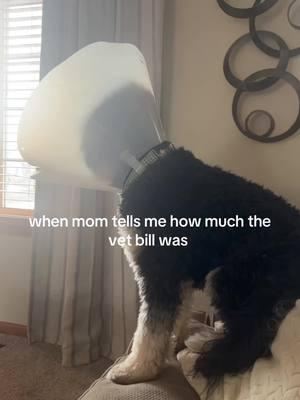 he’s just a baby 🥲 #fyp #vet #bernedoodle #vetbill #dogsoftiktok #puppy #surgery 