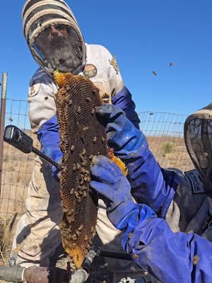 Scrubbin Nubbins #killerbeeguy #invasivespecies #honeybee #killerbee 