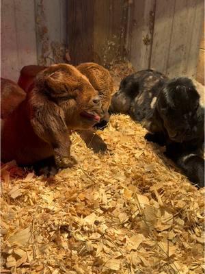 We are so in love with these little baby’s! Triplets just a few hours old! Welcome to the farm ♥️ #brandnew #creatorsearchinsights #babygoat #boergoat #showgoats #fresh #justafewhoursold #goat #farmlife #goatsoftiktok #goats #cutebabygoats #ABGA #100 