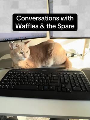 Waffles is anti-corporate America #fyp #foryou #cats #catsoftiktok #sparehuman #spicycat #grumpycat #annoyedcat #waffles #maple 