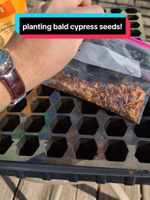 let's plant some Bald cypress seeds! also follow me on Instagram since Tiktok is getting shut down! came username! #BaldCypress #BC #Seeds #Seedtok #Treetok #PlantingSeeds #GrowingTrees #IowaBonsai #BonsaiTok #PlantDad #fyp #tiktokshutdown #Trees #Bonsai #taxodiumdistichum 