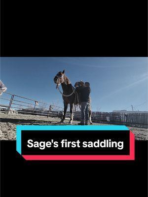 Sage's first saddling #rockinkhorses #sage #redroanhorse #redroanmare #strawberryroan #strawberryroanmare #firstsaddling #lunging #roundpen #roundpentraining #roundpenwork #coltstarting #horsetraining #SpringervilleAZ #Arizona #azhorselife #random #randomvideo #FNX #FNXelite #fnxfit #fnxambassador #hygainfeeds 