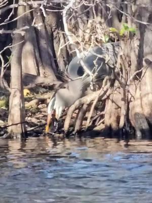 Out here in the Florida Everglades, you never know what wonders of nature you’ll witness! 🐦 Watch this majestic great blue heron expertly catch and enjoy its meal, captured perfectly by Captain Jason. Moments like these are what make every airboat tour at Everglades Holiday Park unforgettable. 🌿 #EvergladesHolidayPark #GreatBlueHeron #AirboatTours #FloridaEverglades #WildlifeAdventure