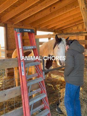 I was there for moral support! #farm #hobbyfarm #animals #goat #pony #horse #pig #newhouse #morningroutine #farm 