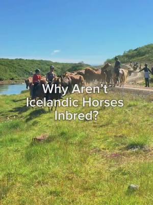 If no horses have been allowed in Iceland for over 1,000 years, then how are Icelandic horses not inbred? #Wisconsin #wisconsinlife #icelandichorse #horsesoficeland #happyfamily #iamglytja #bossmare 