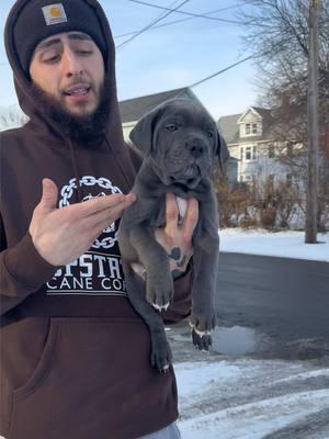 This spectacular male is back available 🙏🏻 #upstatecanecorso #animalsoftiktok #bond #stilborn #canecorso 