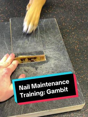 Today, Gambit and I had a breakthrough training session 🥹!  It started with some serious avoidance and apprehension on his part, but once he tackled his fear of just touching the board, there was no stopping him from scratching it!! 💅  We’re so proud of you, Gambit! Waida be brave!!! 🥹🫶 #nailmaintenance #DogTraining #cunucu 