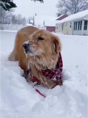 Bruno last Christmas on TikTok!! TikTok is goneee we are going to miss making videos for you guys! #pup #dogsofttiktok #pupper 