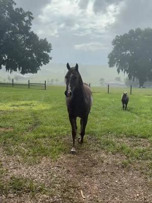 🧡 #horses #fyp #ranch #quarterhorse #hancock #hearthorse #hearthorses❤️🐴 #aqha #florida #viralvideo #floridahorses #viralvideo 