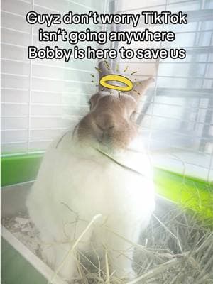 Make sure you say thank you to Bobby! Follow his instagram bungi_bobby_the_rabbit! #bobbytherabbit #savetiktok #shipsinking #savior