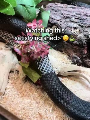 “Out with the old, and in with the new!” - William Snakespeare, probably. 🐍 #blackratsnake #snake #snakelove #snakeshed #topekazoo #snakesoftiktok 