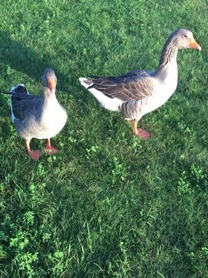 Tyler and Buddy, my first geese and the geese who made history by showing the world how domestic geese can fly and adapt, after there first dozen videos were posted and some went soemwheta viral the entire google search about domestic geese and toulouse geese flying changed due to my videos. #toulousegeese #toulousegoose #frenchtoulousegeese #waterfowl #geese #goose #geeseoftiktok #birds #duck #ducks #ducksoftiktok #domesticgeese #domesticgeesecanfly #domesticgeeseflying #anseriformes #anatidae 