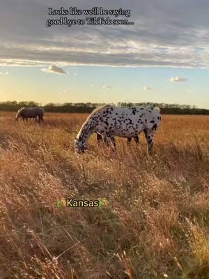 Thank you for following us 🩷 If you would like to still see our foals every year we will be posting them on our facebook page GWS Appaloosas. #horse #appaloosa #appy #horses #animal #animals #kansas #aphc #AQHA #sajes_appys #equestrian #equestrianlife #horsesoftiktok #appaloosahorse #Gwsappaloosas #tiktok #tiktokending #goodbye 