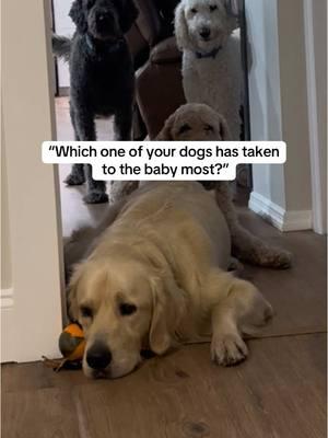 “Just remember, when you start to walk, the cheese drawer is on the bottom” XoXo Brother Doug🐾  #baby #goldenretriever #dogsandbabies 