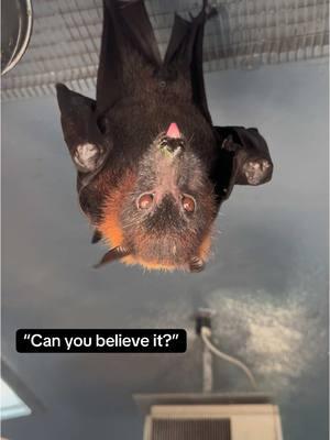 IF this app is getting banned in the US….let Snoopy speak his truth. 🦇🗣️ #lubeebatconservancy #fyp #florida #nonprofit #cute #bats #fruitbats #flyingfoxes #lubee #fypシ #funny 