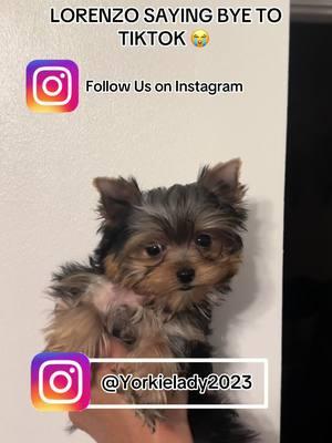 Follow me on Instagram: YorkieLady2023 🐶🐾 #fyp #fypシ゚ #fypage #fypシ゚viral #viral #viralvideo #viraltiktok #yorkiesoftiktok #yorkiemom #yorkie #yorkielover #puppiesoftiktok #ilovedogssomuch #dog #dogvideos #foryoupage #puppylove #pets #doglovers #dogsoftiktok #viraldogs #viraldogoftiktok #yorkie #yorkies #yorkieterrier #insane #friendship 