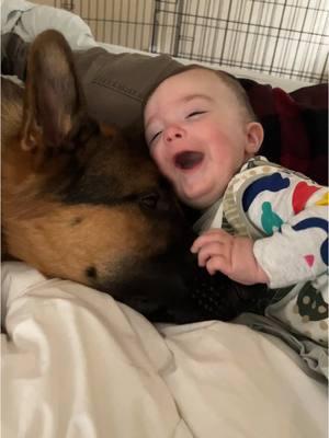 The video that started it all 🥹 we’ve loved sharing our babies growing up on here with the world. Thank you for all the kind comments and well wishes ❤️#toddlersoftiktok #toddlerboy #toddler #germanshepherd #gsd #toddlersanddogs #BestFriends #babiesanddogs #babiesoftiktok #babylaugh #babyfever 