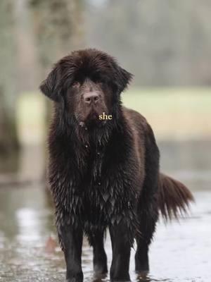 Fun at the lake! (More on our IG) #nottabear #nottabearnewfoundlands #nottabearnewfs #newf #newfoundland #newfoundlanddog #newfoundlandpuppy #landseer #landseernewfoundland #landseerpuppy #blackdog #blackdogs #blackandwhite #blackandwhitedog #brown #brownnewfoundland #newfie #newfy #lake #lakedog #swim #flood #swam #pond #splash #waterdog #waterrescue @PetSmart @Petco 