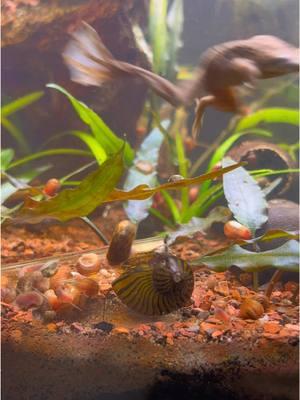 Replying to @BunnaBee they’re smart snails #transparent #cave #zebranerite #snail #aquarium #snailtok #fishtank #fyp #snails #nature #aquascape 