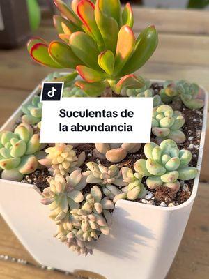 Crassula gollum arbolito de la abundancia #plantasdeinterior #suculentas #succulent #ivetsuculentasymas 