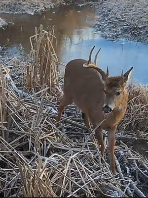 Check out what @jenniferdanellacaught on her Moultrie Edge! Which is your favorite?  #moultrie #hunting #huntingtok