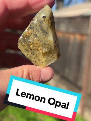 #rockhound #rockhounding #rocktok #opal #yellow #lemon #agate #crystals #crystaltok #crystalsoftiktok #napa #napavalley #norcal #opals #rocksandminerals #geology #geologytok #gems #gemstones #california #rockcollector #sonoma #winecountry #chalcedony #opalhunters #rockhoundingadventures 