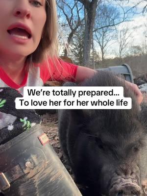 I love my Maple Moo  #pigsoftiktok #potbelly #smarterthandogs #farmtofork #piglet #pigletsofinstagram #tn #pork #baconbit #farmlife #tnfarming #pigs #pig #piggy #pigstagram #animals #piggies #piglife #piglove #pigsofig #cute  #duroc #landrace #piglover #instapig #cutepigs